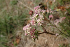 Seseli annuum