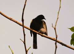 Icterus pyrrhopterus