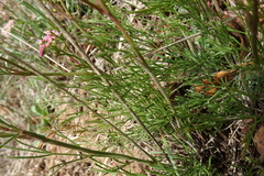 Seseli annuum