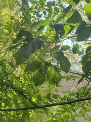 Alnus serrulata