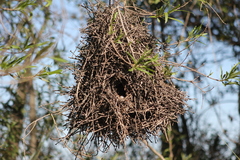 Phacellodomus sibilatrix