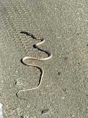 Masticophis flagellum piceus