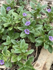 Stemodia verticillata