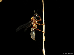 Montezumia nigriceps