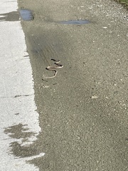 Masticophis flagellum piceus