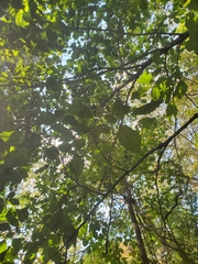 Alnus serrulata