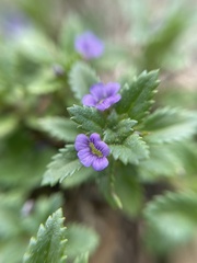 Stemodia verticillata