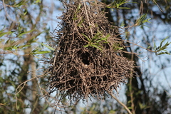 Phacellodomus sibilatrix