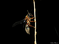 Montezumia nigriceps