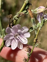 Stephanomeria diegensis