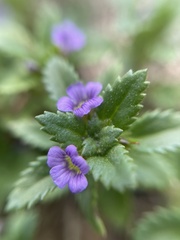 Stemodia verticillata