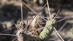 Cylindropuntia ramosissima
