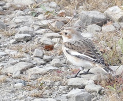 Plectrophenax nivalis