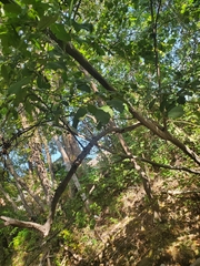 Alnus serrulata