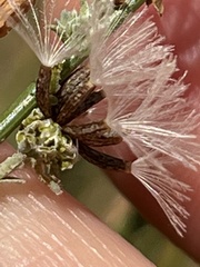 Stephanomeria diegensis