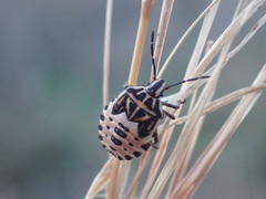 Codophila varia