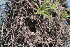 Phacellodomus sibilatrix