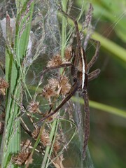 Pisaurina brevipes