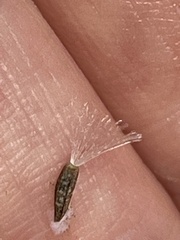 Stephanomeria diegensis