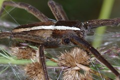 Pisaurina brevipes