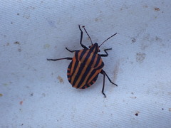 Graphosoma lineatum siciliensis