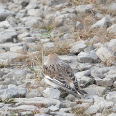 Plectrophenax nivalis