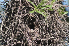 Phacellodomus sibilatrix