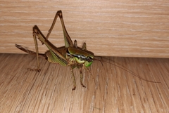 Eupholidoptera schmidti