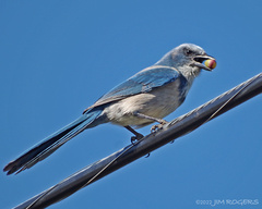 Aphelocoma coerulescens