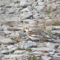 Plectrophenax nivalis