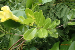 Pentalinon luteum