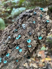 Chlorociboria aeruginascens