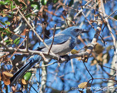 Aphelocoma coerulescens