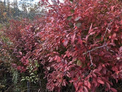 Vaccinium corymbosum