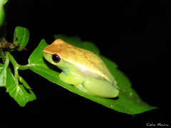 Dendropsophus
