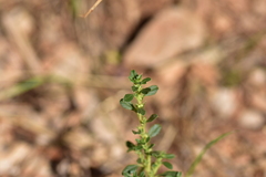 Amaranthus