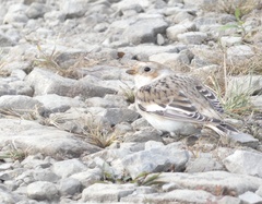 Plectrophenax nivalis