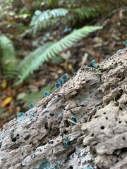 Chlorociboria aeruginascens