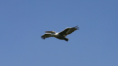 Pelecanus crispus