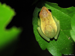 Dendropsophus
