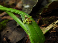 Acianthera sicaria
