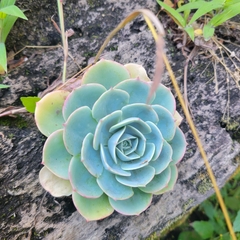 Echeveria secunda