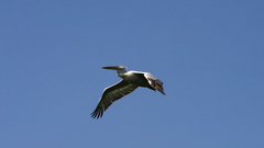 Pelecanus crispus