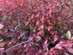 Vaccinium corymbosum