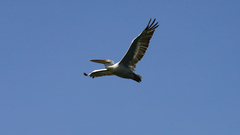 Pelecanus crispus