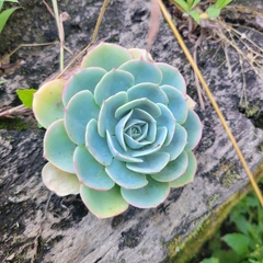 Echeveria secunda