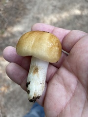 Russula grata