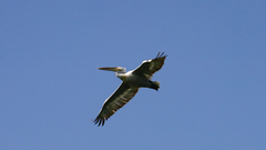 Pelecanus crispus
