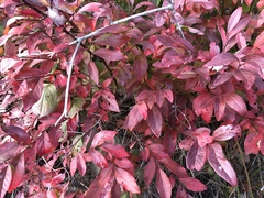 Vaccinium corymbosum