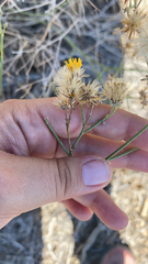 Bebbia juncea